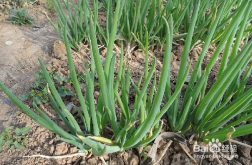 最新四季葱种植技术，培育绿色希望，体验自信与成就感